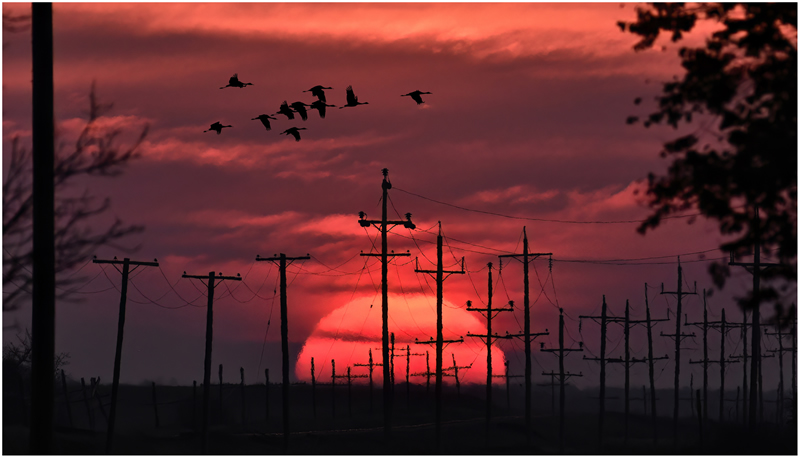 Fly By Night by Pat Stone